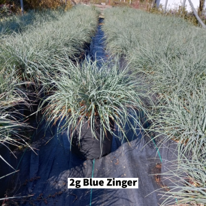 October 2022 2g Blue Zinger Ornamental Grass